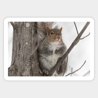 Grey squirrel in a tree Sticker